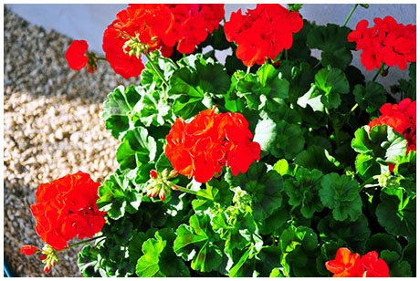 Pelargonia - kwiaty gospodyni.